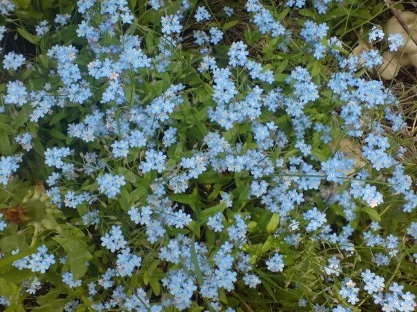 Трава с голубыми цветами 7 букв сканворд. Незабудка почвопокровная. Незабудка почвопокровник. Трава мокрица голубые цветы. Сорная трава Незабудка.