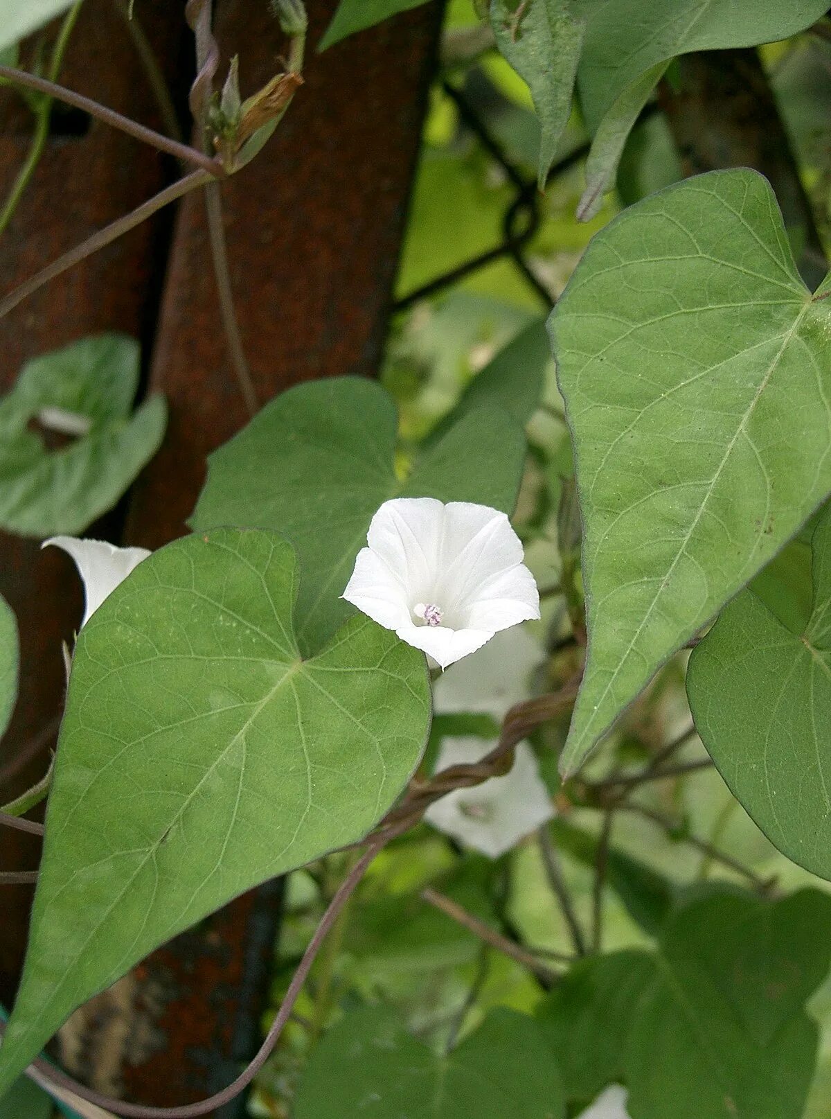 Почему ипомея под запретом. Ипомея ямчатая. ипомея ямчатая ipomoea lacunosa.
