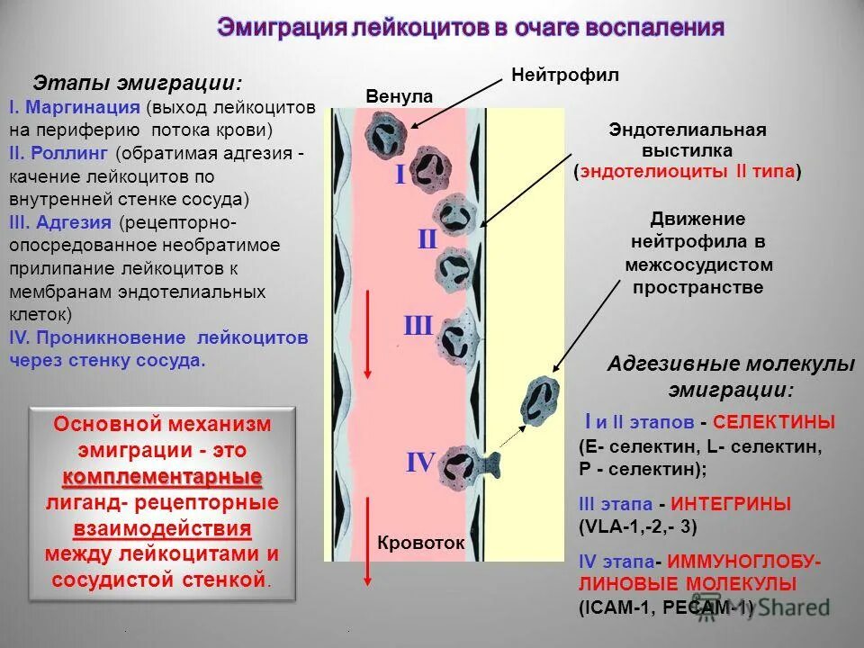 механизмы эмиграции лейкоцитов в очаг воспаления