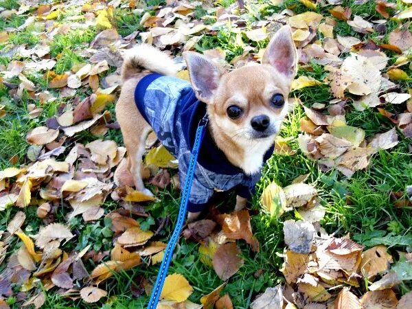 чихуахуа на даче. улица чихуахуа. улица чихуахуа. Little people питомник чихуахуа. чихуахуа ул.