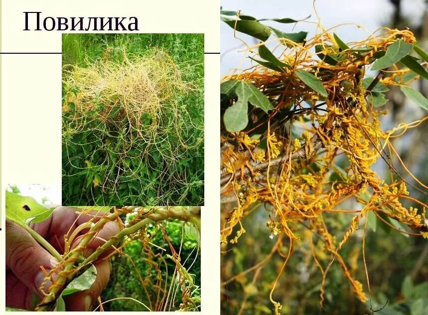 Паразит повилика: как бороться, как избавиться в саду. описание, виды. фото