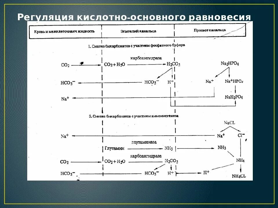 Кислотно основная система. Механизмы регуляции кислотно-основного состояния. Регуляция кислотно основного состояния в почках. Кислотно-основное состояние регуляция. Показатели кислотно-основного равновесия.