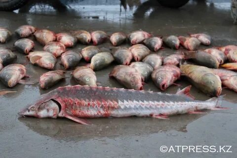 Интимдікке арналған электрлік секс машинасы