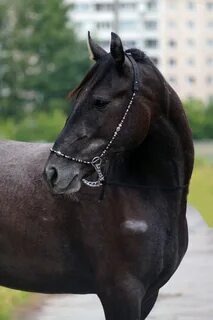 Конь должен стоять