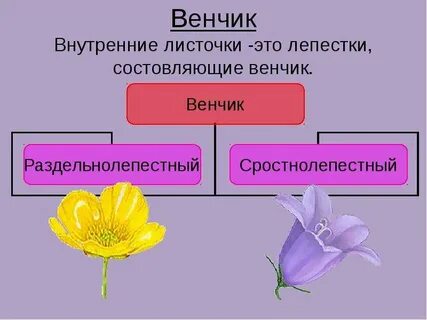 Венчик выполняет функцию