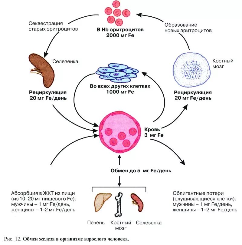 Обмен железа в печени. Схема усвоения железа в организме. Схема обмена железа в организме патофизиология. Схему «метаболизм железа в организме» биохимия. Метаболизм железа схема.