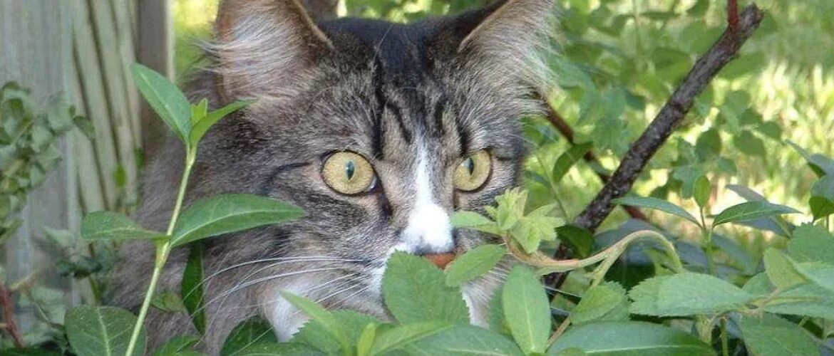 Кот в кустах. Кот под кустом. Котенок в кустах. Кот на грядке. Кошка съела тюльпан