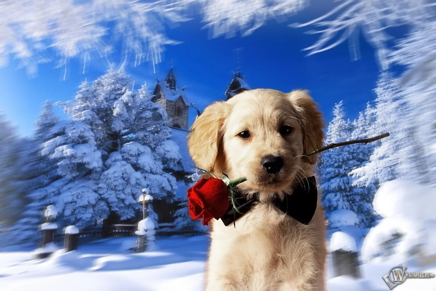 Собака в снегу. Снежная птица. Звери зимой. Медведь зимой. Картинки с зимним днем с животными.