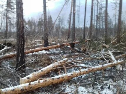 Ущерб причиненный лесным насаждениям