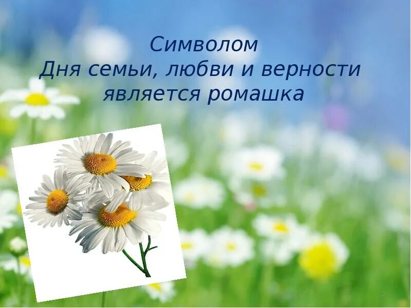 Какой цветок является символом всероссийского дня семьи. Ромашка символ семьи. Ромашка символ дня семьи любви и верности. Символ праздника Ромашка. Ромашка символ любви.