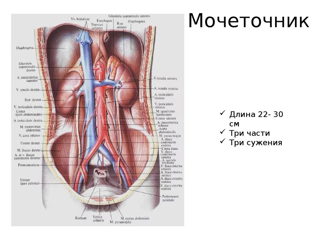 Как проходит мочеточник. Мочеточники расположение строение. Мочеточник строение анатомия. Мочеточник (ureter). Топография мочеточника анатомия.
