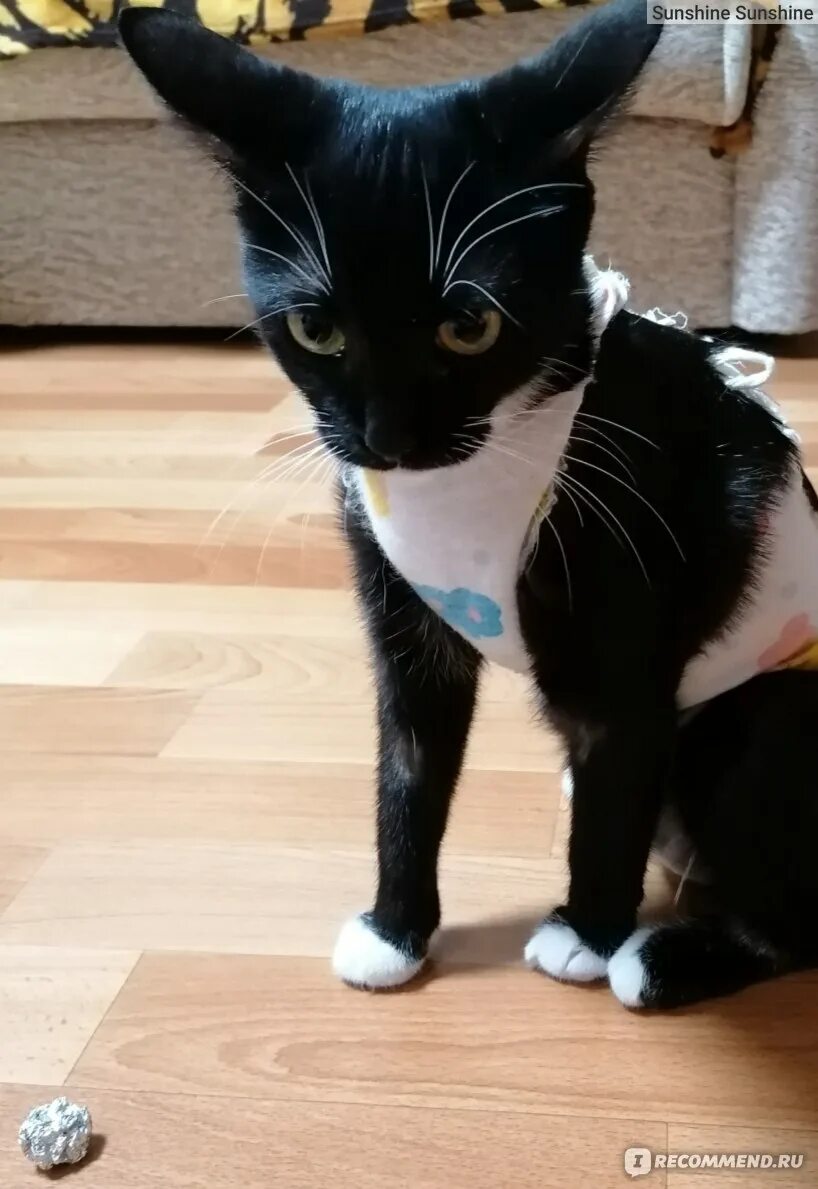 Кошка не отходит от меня. Кошка не отходит от меня в последнее время.