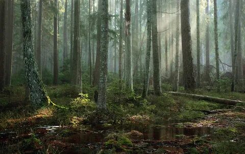 Посреди дремучего леса на узкой лужайке
