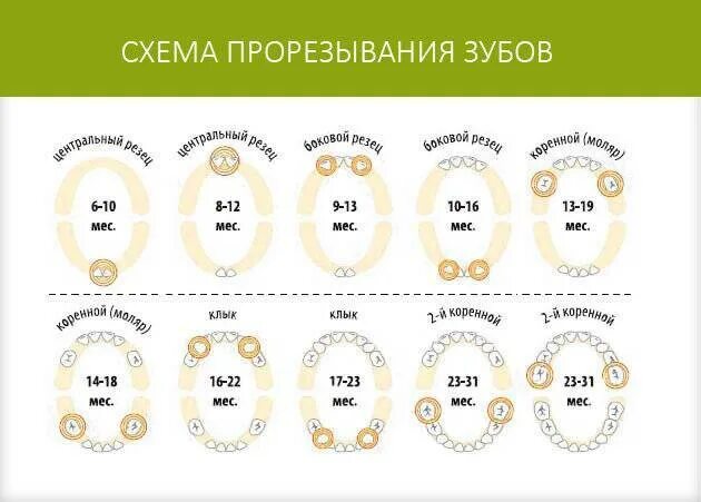 Сколько зубов должно вылезти. Очередность прорезывания зубов у младенцев схема. Порядок прорезывания зубов у ребенка на первом году жизни. Очерёдность вылезания зубов у детей. Схема появления молочных зубов у детей порядок.