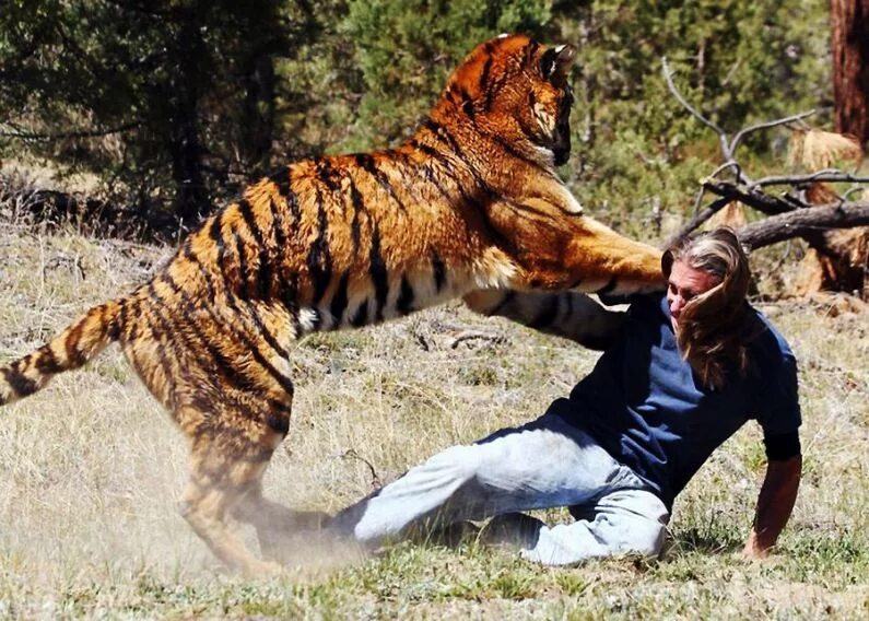 Укус тигра. Напдениеживотнихналудей. Нападение диких животных на людей. Животные нападают на людей. Огромный тигр.