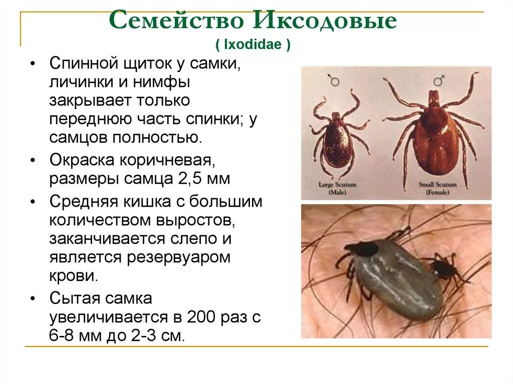 Представляют ли опасность для человека личинки таежного. Иксодовый клещ строение. Семейство иксодовые клещи (Ixodidae). Нимфы иксодовых клещей. Семейство иксодовые гамазовые.