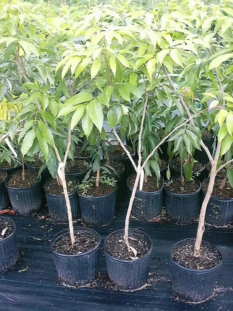 Как вырастить семена личи. Пальма личи. лонган куст. личи дерево. рамбутан росток.