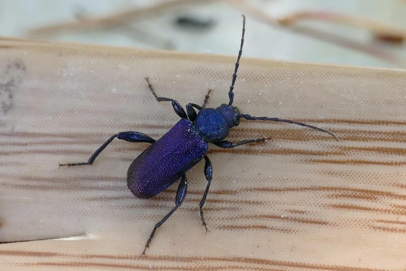 Синь жук. Фиолетовый жук усач. черный сосновый усач (monochamus galloprovincialis oliv.). черный жук усач дровосек. жук дровосек фиолетовый.