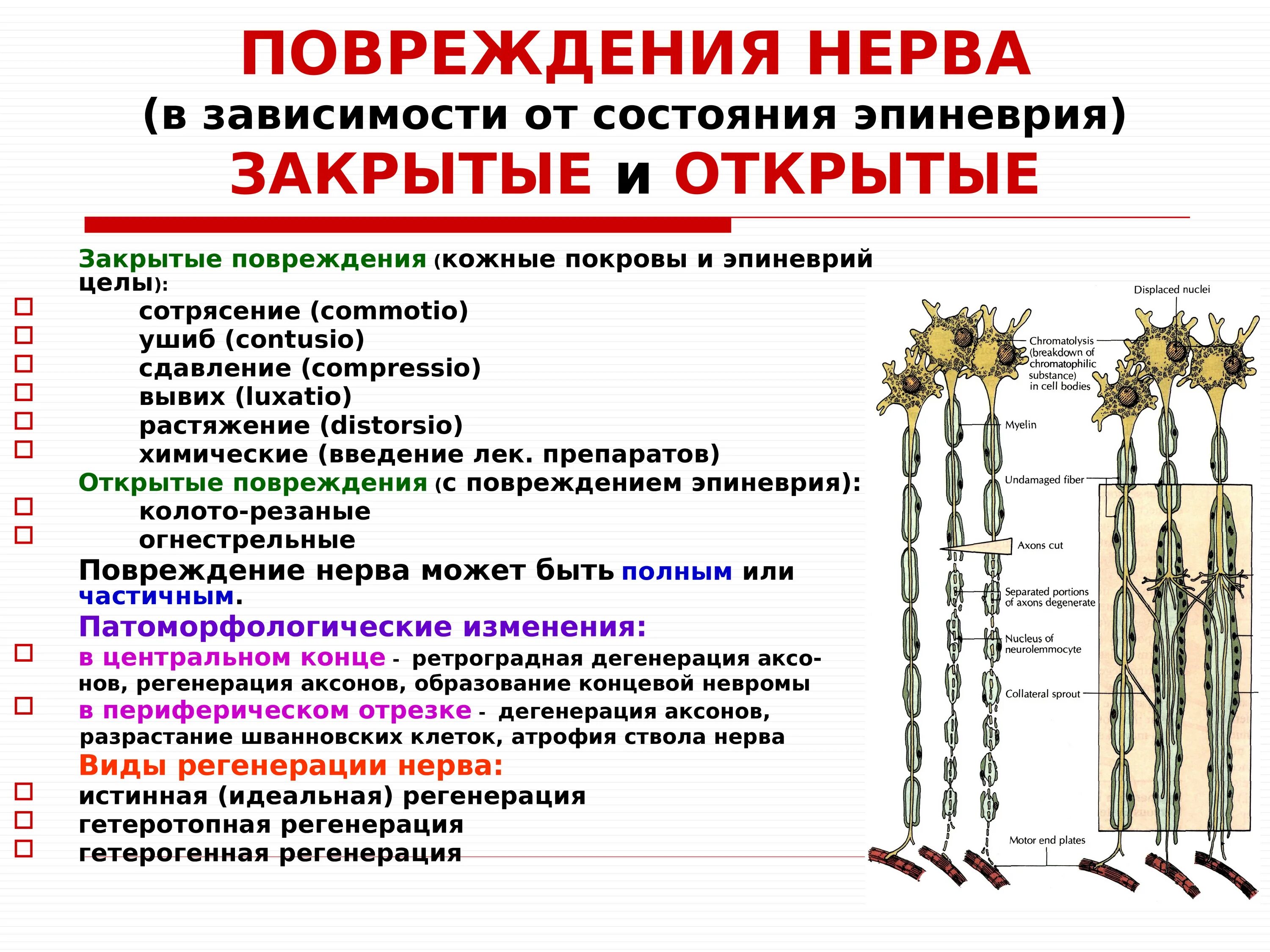 Сколько живет нерв. Повреждение нервных стволов. Повреждение периферических нервов. Классификация повреждений нервов. Формы повреждения нерва.