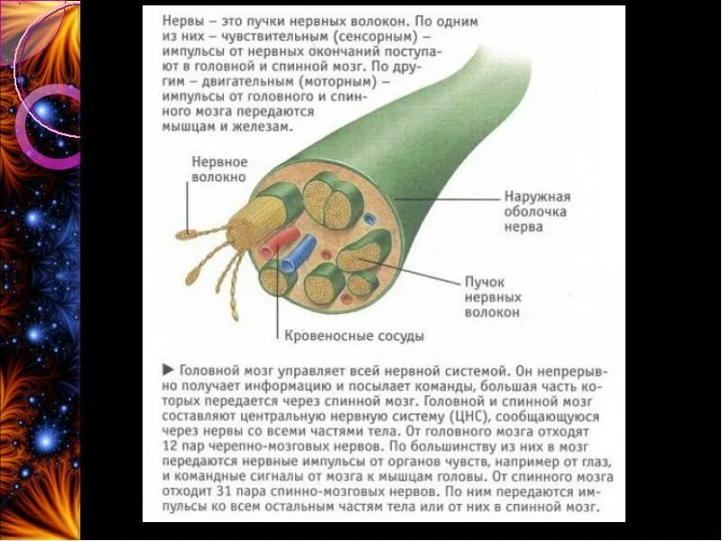 Мозг передается. Нервные импульсы передаются в мозг. Нервные импульсы в головной мозг передаются через. Нервные импульсы из спинного мозга в головной передаются по. Нерв это пучки.