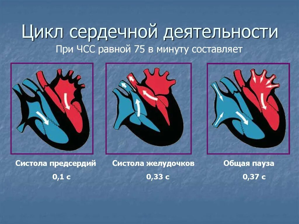 Сердечный цикл систола предсердий систола желудочков диастола. Фазы сердечного цикла сокращение предсердий. Фазы сердечного цикла схема. Фаза сердечного цикла систола желудочков. Сокращение предсердий в сердечном цикле