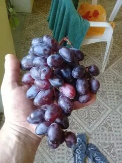 Виноград 50