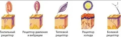 Внешние рецепторы человека