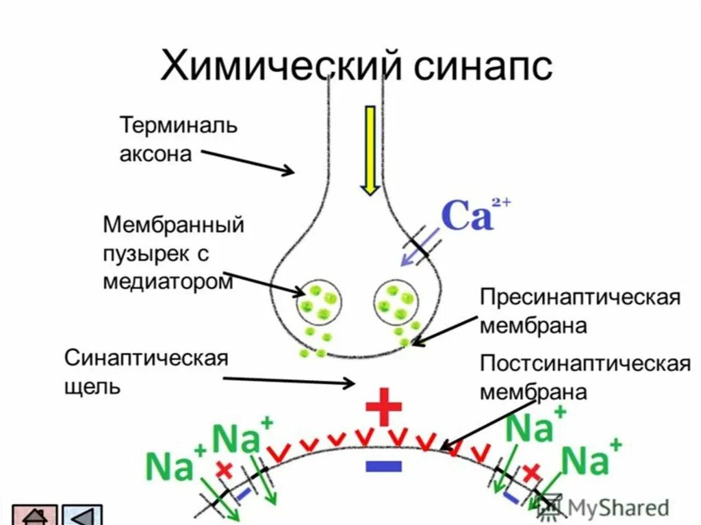 Передача сигналов нейронами