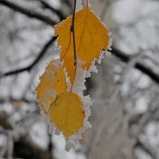 Поздняя осень листья стоят