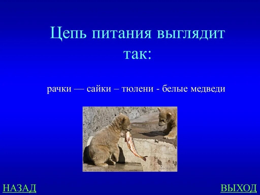 Цепь питания арктической пустыни 4 класс схема Картинки ПУСТЫННЫЕ ПИЩЕВЫЕ ЦЕПИ