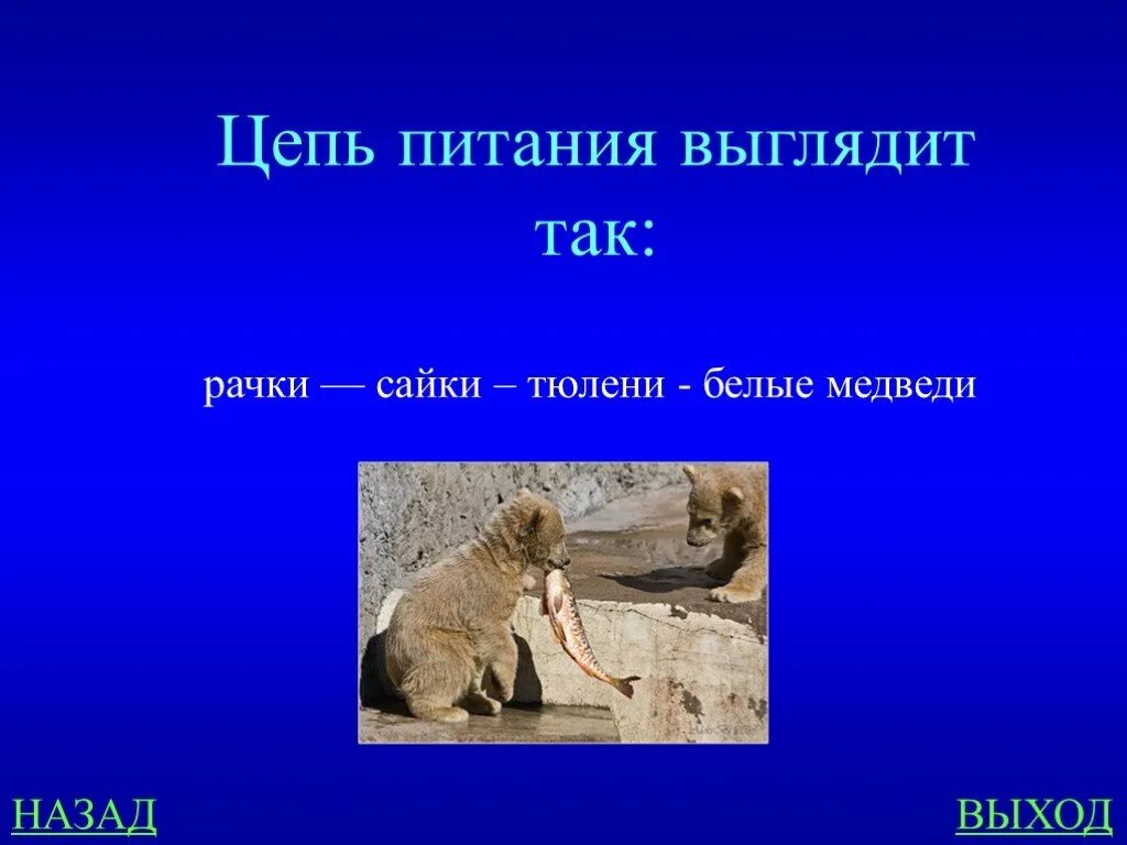 Схема цепи питания пустыни. Пищевая цепочка пустыни 4 класс. Схема цепи питания арктической пустыни 4 класс окружающий мир. Цепи питания арктических пустынь 4 класс. Цепь питания зоны пустыни 4 класс.