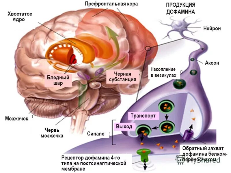 Захват дофамина. Дофаминергическая система мозга. Серотонинергические Нейроны. Дофаминовые Нейроны. Дофаминовые рецепторы головного мозга.