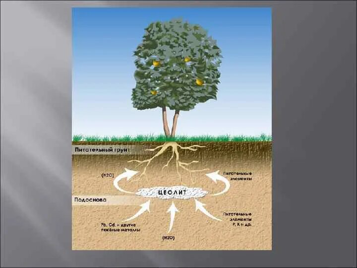 Питательные вещества в почве. Питательные вещества для растений. Что растения получают из почвы. Растения поглощающие влагу из почвы. Сколько воды в деревьях