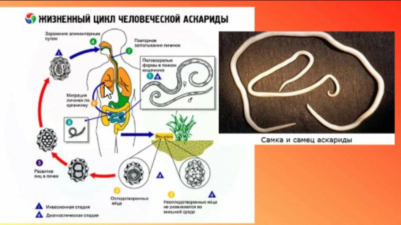 Аскарида задание огэ
