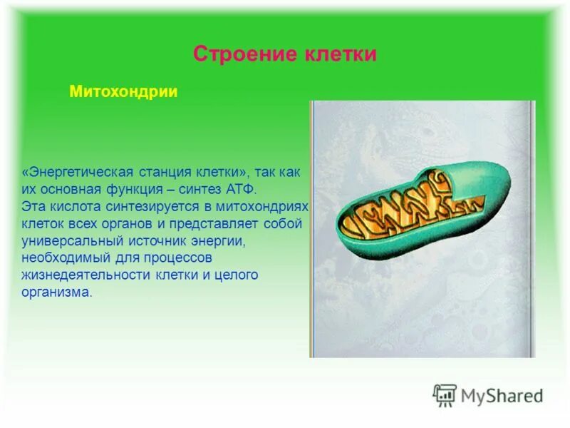 энергетическая станция клетки 11 букв