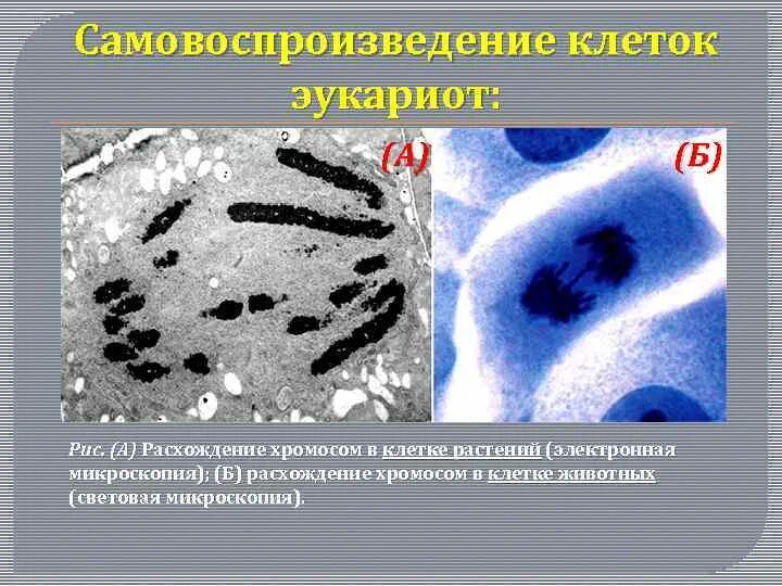 Расположение хромосом в клетке растений Профаза сколько хромосом