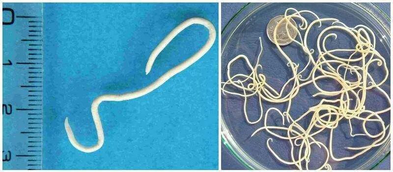 Паразитические черви острицы. Кишечные паразиты острицы. Токсокароз биогельминт. Паразиты у кошек токсокароз. Токсокароз плотоядных пути заражения.