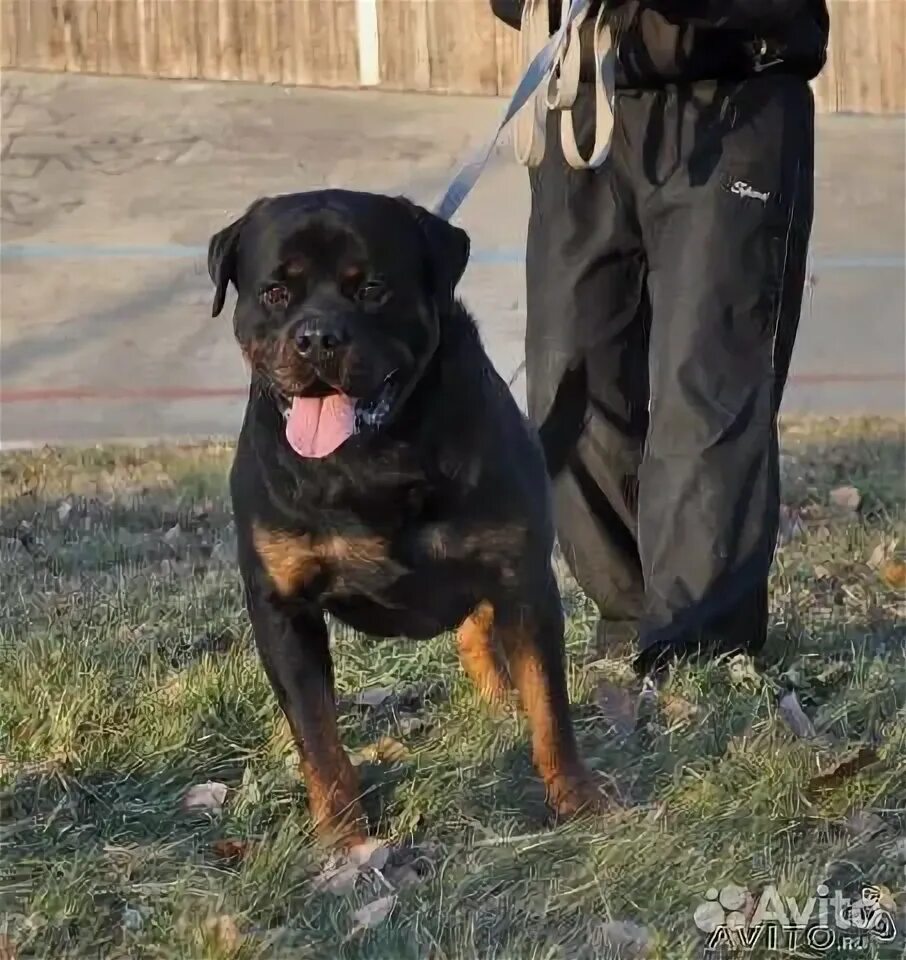 Чихуахуа ростов на дону. Собаки дона питомник. Донской питомник ростов на дону. Питомники собак в ростове на дону. Собаки дона питомник.