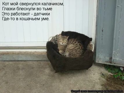 Свернуться калачиком значит свернуться как
