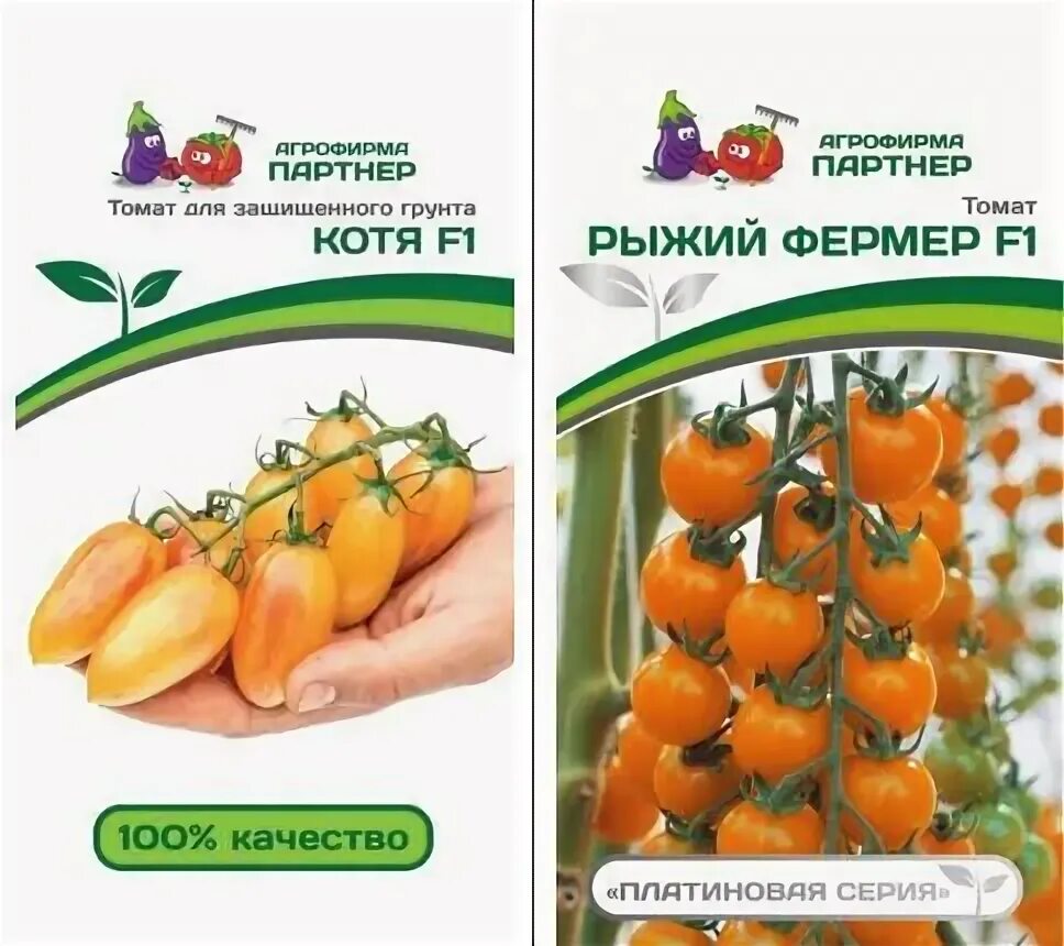 Томат рыжий фермер. Томат черри рыжий чемпион. Томат рыжий фермер. Черри рыжий фермер. Томат рыжий фермер партнер.