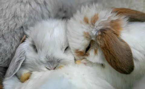 Две крольчихи