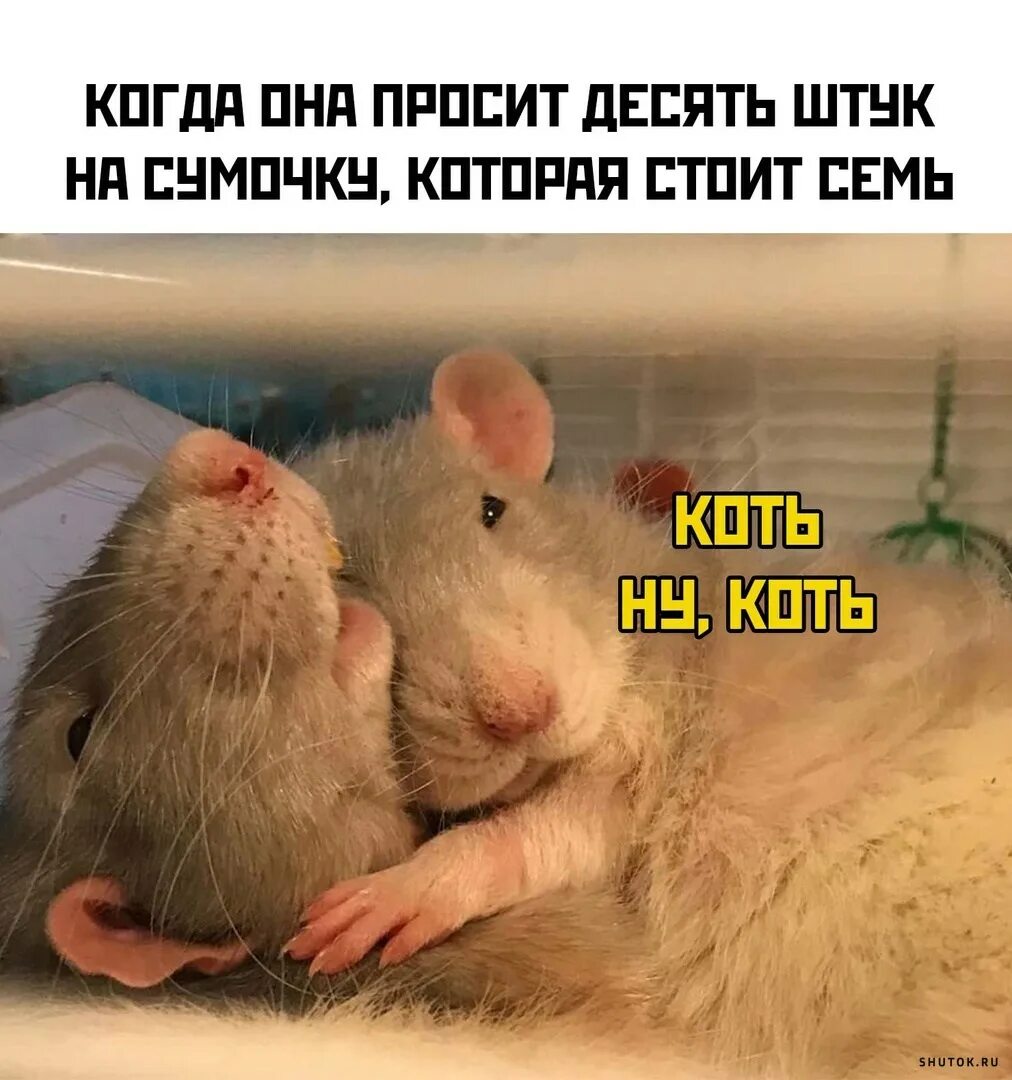Картинки с крысами с надписями. Мемы с крысами. Крысиные отношения. Крыса прикол. Идеальные Крысиные отношения.