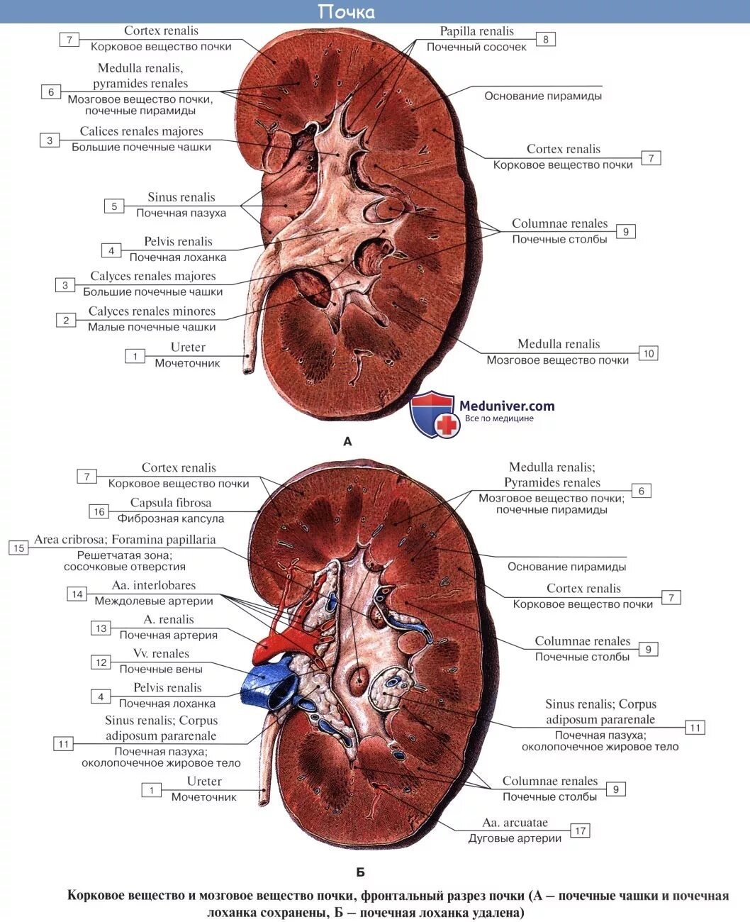 Строение почки анатомия Синельников. Почка анатомия строение медунивер. Корковое вещество почки анатомия латынь. Строение коркового вещества почки.