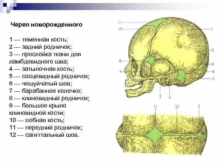 Теменная кость является костью. Теменная кость черепа анатомия. Теменная кость черепа анатомия строение. Череп теменная кость атлас. Теменные кости черепа новорожденных.