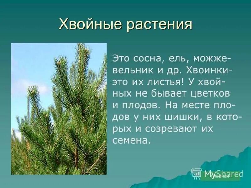 Что нужно хвойным. Разнообразие хвойных растений. Сообщение о хвойных. Информация о хвойных растениях. Хвойные окружающий мир.