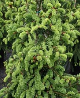 Picea abies