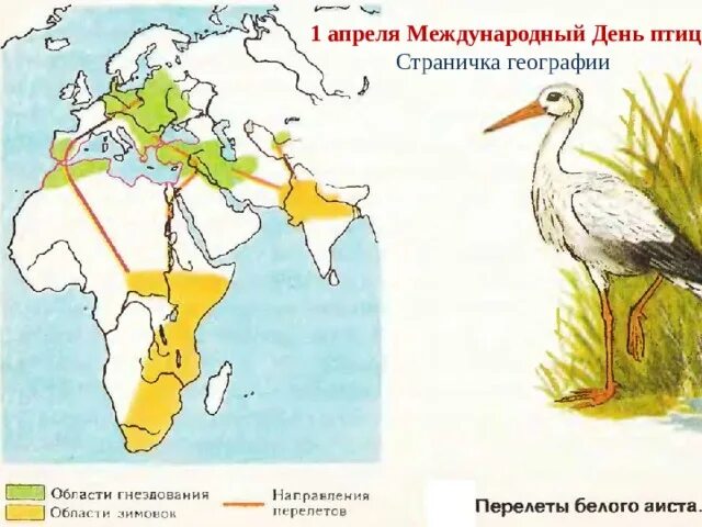 Карта bird. Карта миграций белого аиста. Ареал обитания белого аиста. Пути миграции птиц карта России. Пути миграции перелетных птиц.