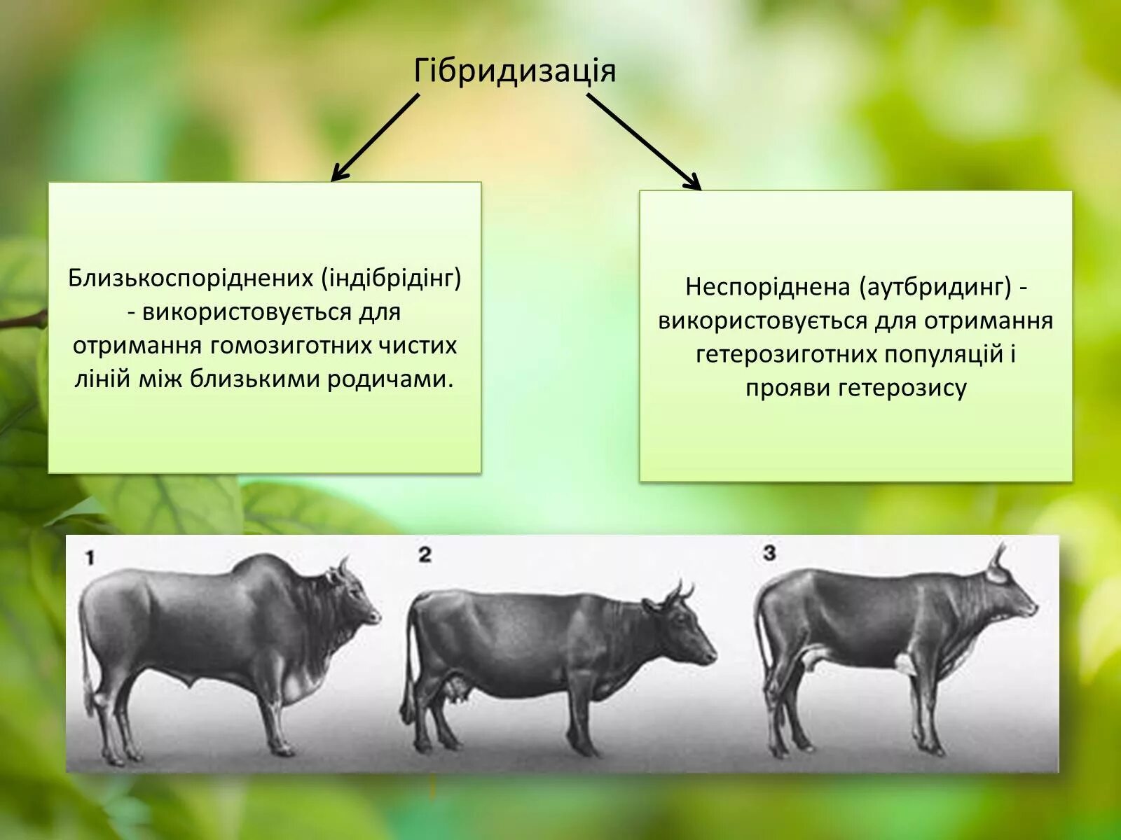 Селекция животных близкородственное скрещивание. Аутбридинг в селекции животных. Аутбридинг гетерозис. Инбридинг и аутбридинг в селекции животных. Инбридинг аутбридинг гетерозис.