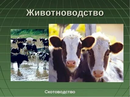 Отрасли животноводства 4