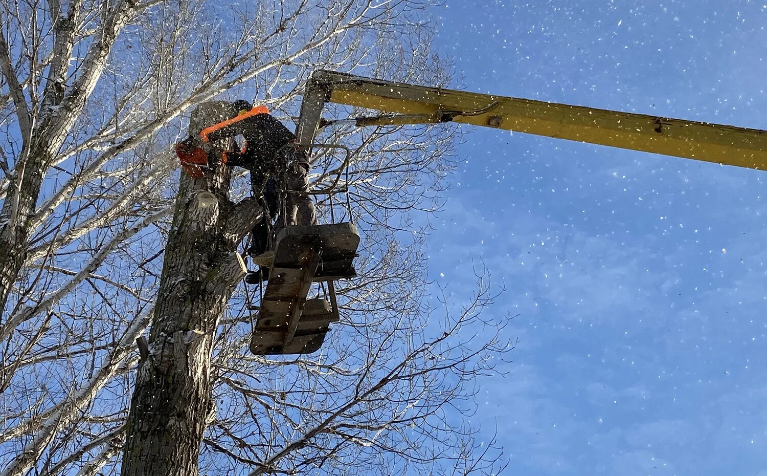 Спил деревьев объявление. Профессиональная вырубка деревьев. Авито спил деревьев. Спиливание деревьев на участке. Одно дерево.